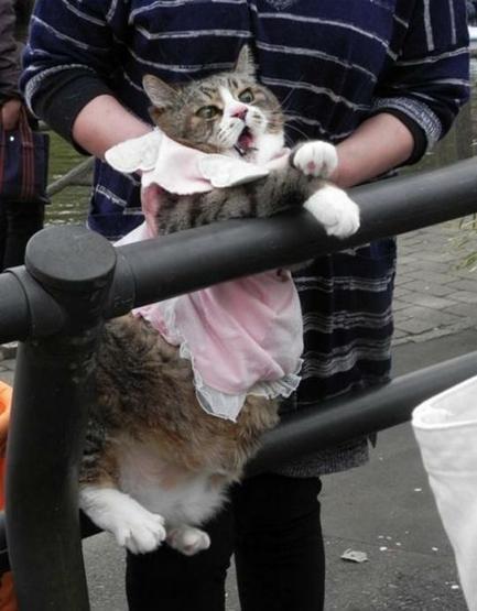 Poz verme üstadı 10 kedi