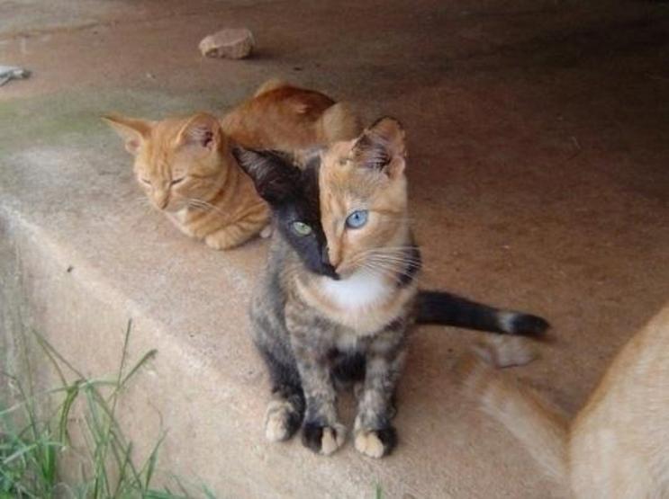 Poz verme üstadı 10 kedi