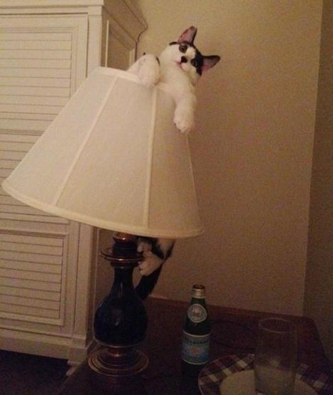 Poz verme üstadı 10 kedi