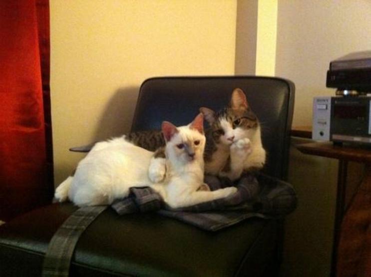Poz verme üstadı 10 kedi