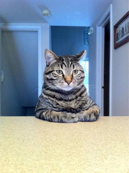Poz verme üstadı 10 kedi