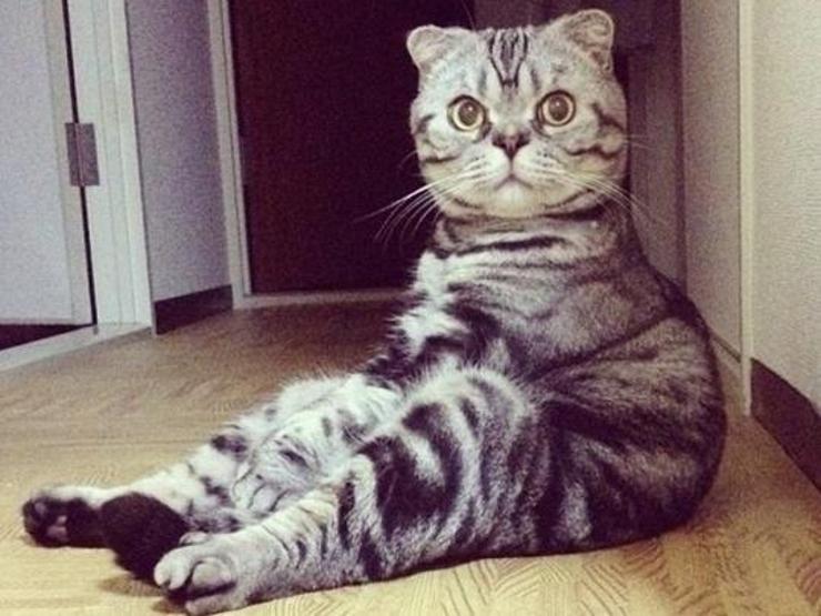 Poz verme üstadı 10 kedi