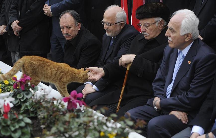 Erbakanı anma töreninde kedi şaşkınlığı