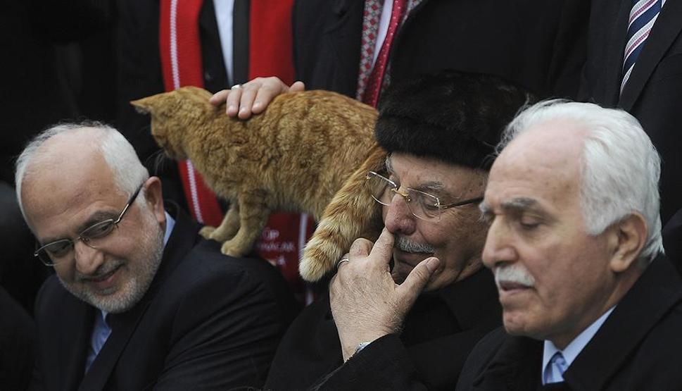 Erbakanı anma töreninde kedi şaşkınlığı