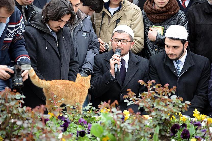 Erbakanı anma töreninde kedi şaşkınlığı