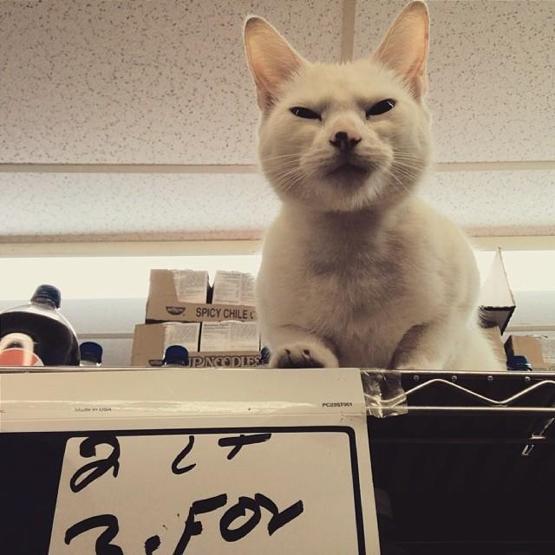 Instagramda kedi çılgınlığı