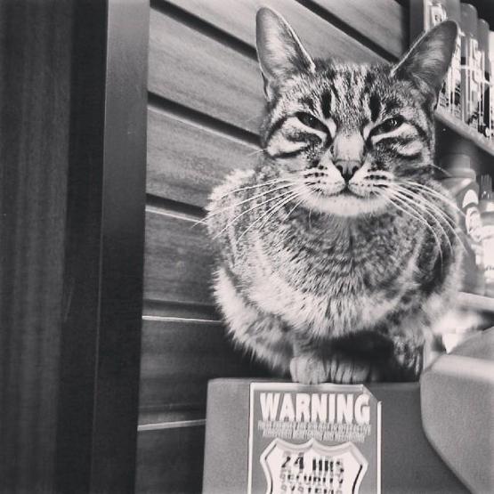 Instagramda kedi çılgınlığı