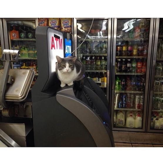 Instagramda kedi çılgınlığı