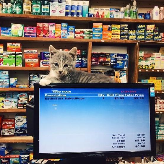 Instagramda kedi çılgınlığı