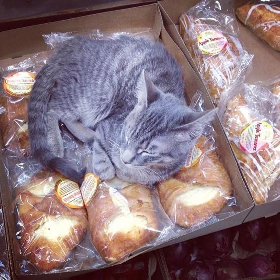 Instagramda kedi çılgınlığı