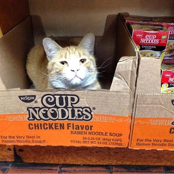 Instagramda kedi çılgınlığı