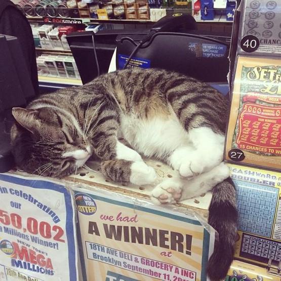 Instagramda kedi çılgınlığı