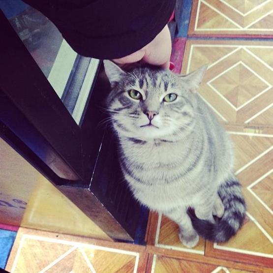 Instagramda kedi çılgınlığı