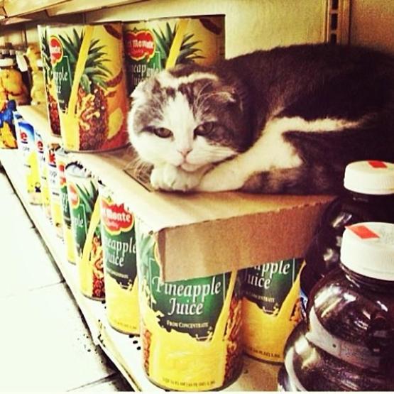 Instagramda kedi çılgınlığı