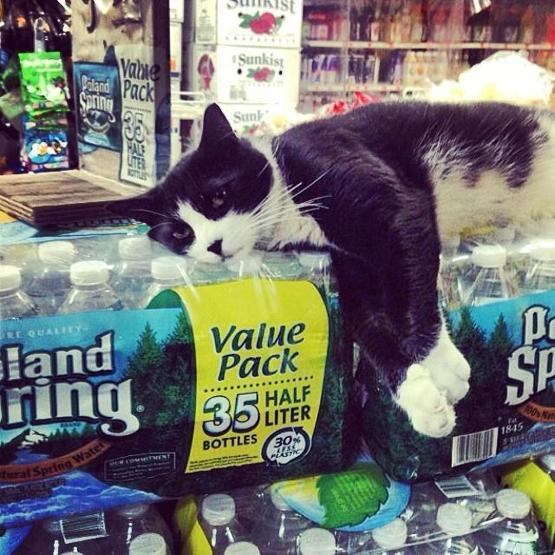 Instagramda kedi çılgınlığı