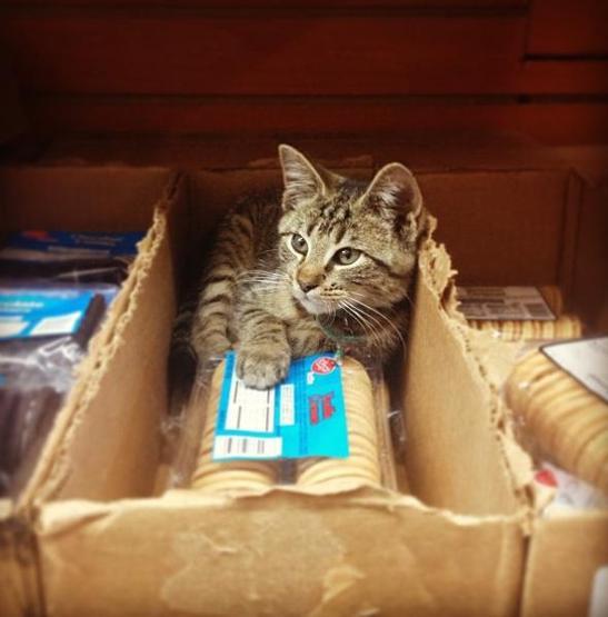 Instagramda kedi çılgınlığı