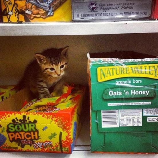 Instagramda kedi çılgınlığı