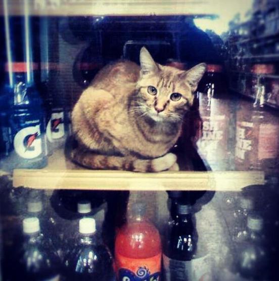 Instagramda kedi çılgınlığı