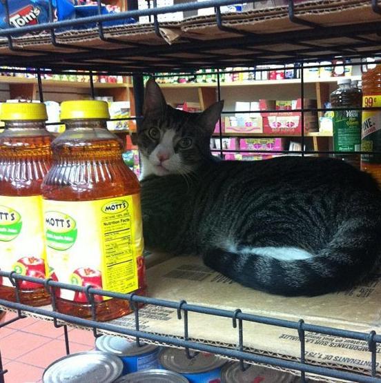 Instagramda kedi çılgınlığı