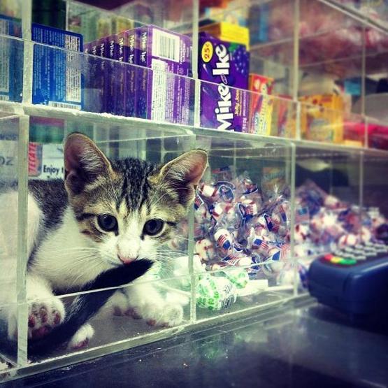 Instagramda kedi çılgınlığı