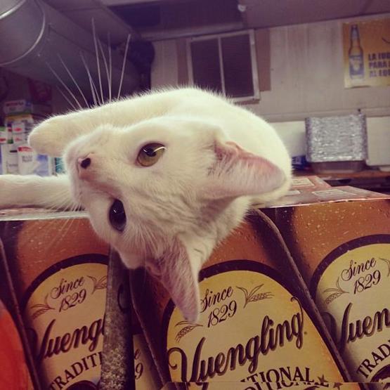 Instagramda kedi çılgınlığı