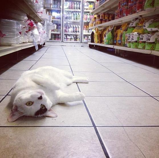 Instagramda kedi çılgınlığı