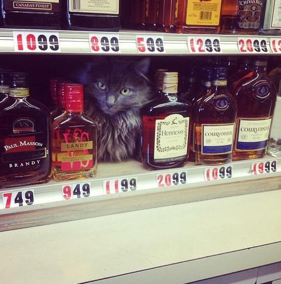 Instagramda kedi çılgınlığı