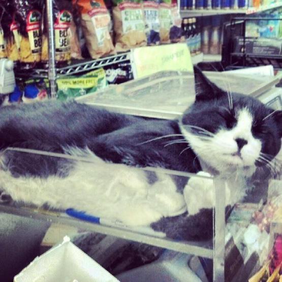 Instagramda kedi çılgınlığı