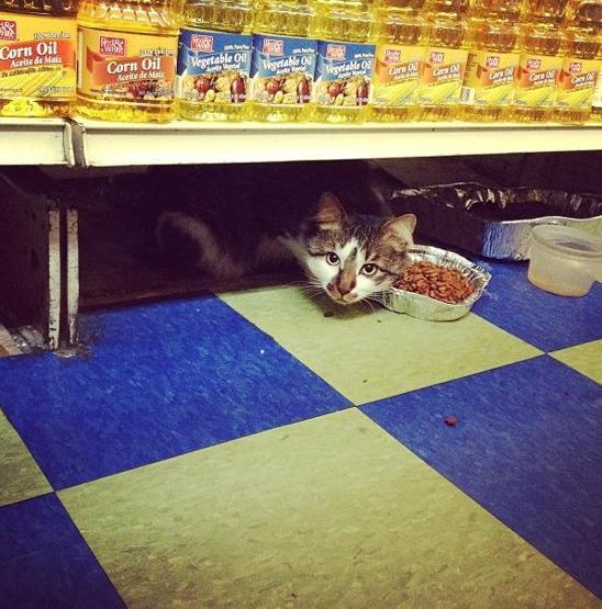 Instagramda kedi çılgınlığı