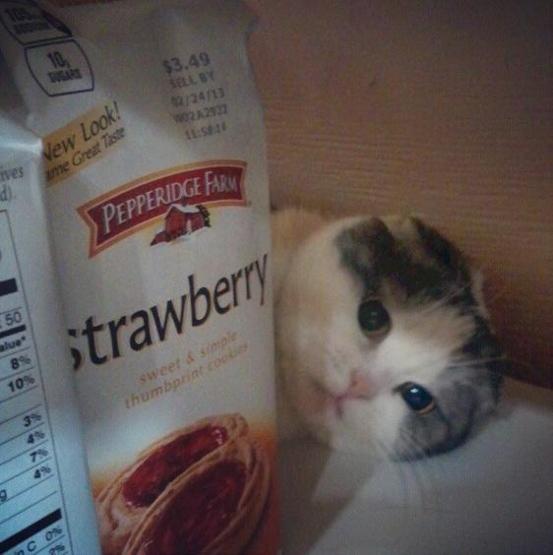 Instagramda kedi çılgınlığı