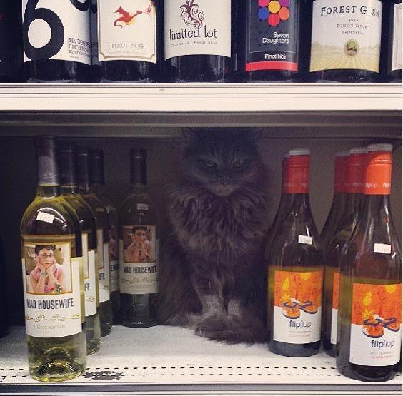 Instagramda kedi çılgınlığı