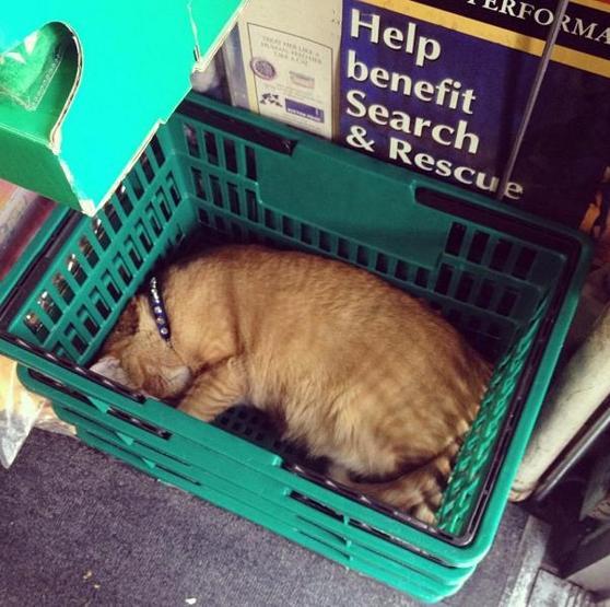 Instagramda kedi çılgınlığı