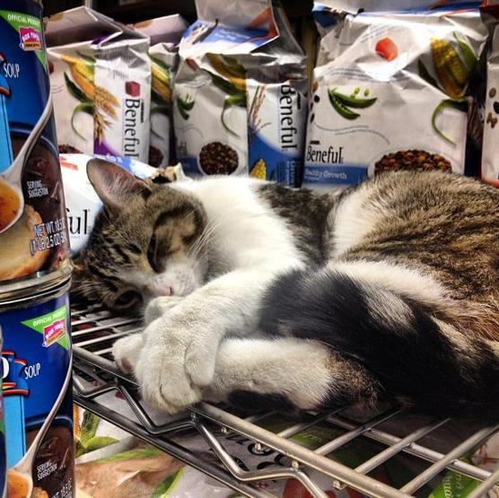 Instagramda kedi çılgınlığı