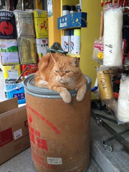 Instagramda kedi çılgınlığı