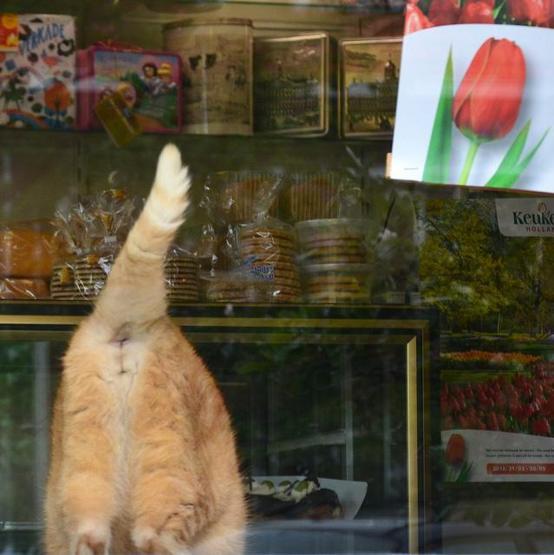 Instagramda kedi çılgınlığı