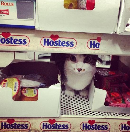 Instagramda kedi çılgınlığı