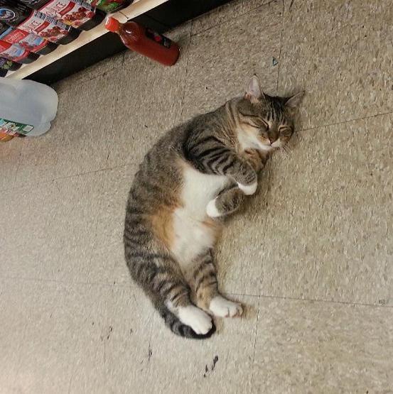 Instagramda kedi çılgınlığı