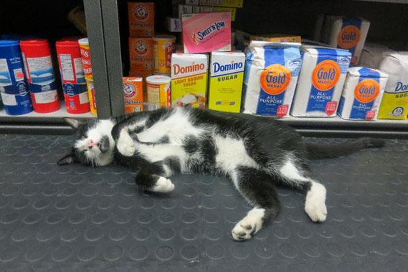 Instagramda kedi çılgınlığı