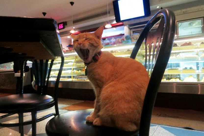 Instagramda kedi çılgınlığı