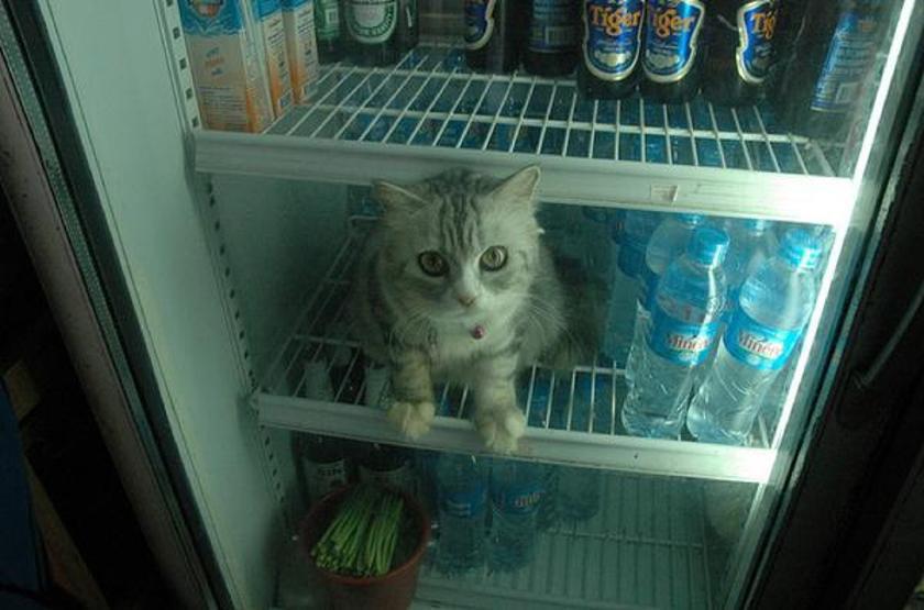 Instagramda kedi çılgınlığı