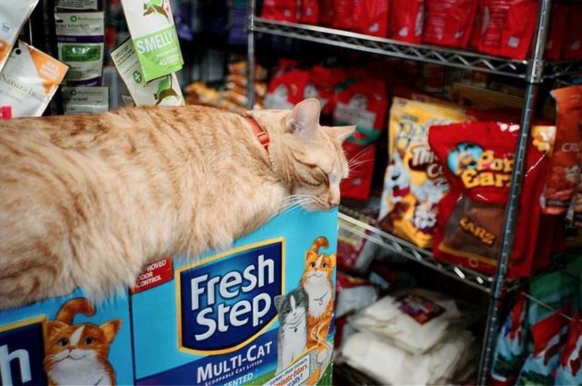 Instagramda kedi çılgınlığı