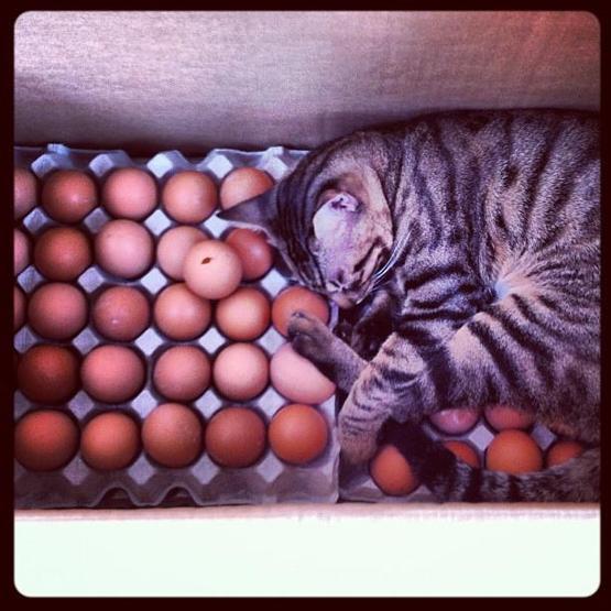 Instagramda kedi çılgınlığı