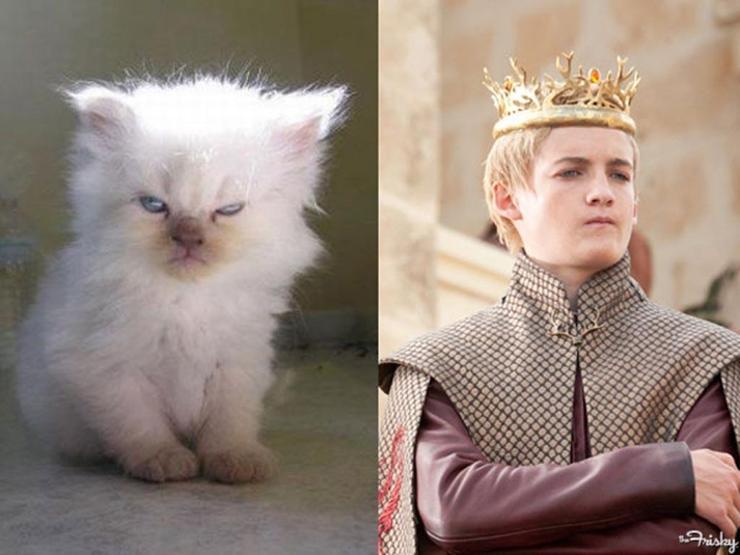 Bu da Cats of Thrones