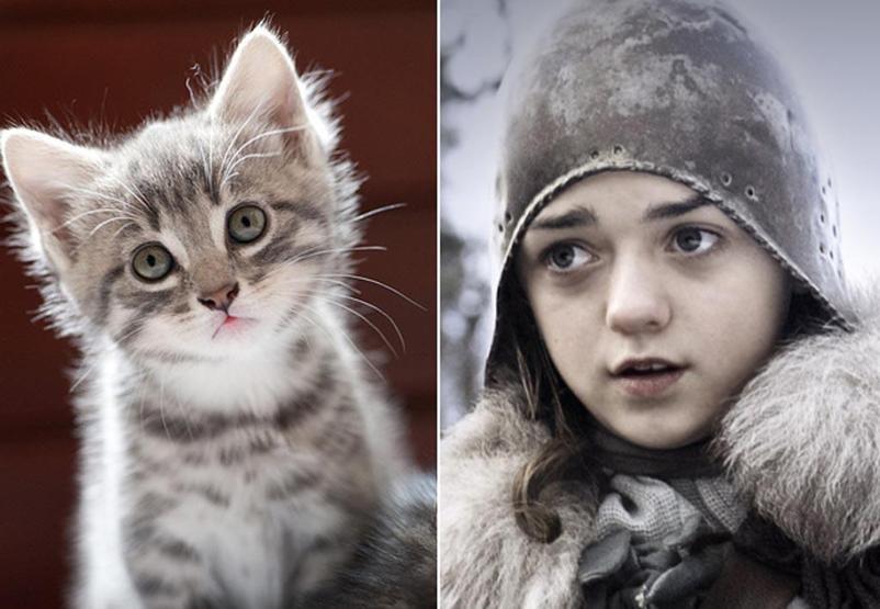 Bu da Cats of Thrones
