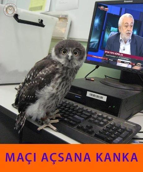 Boz Baykuşlar sosyal medyayı salladı