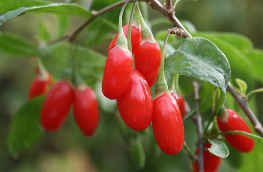 Goji berry (kurt üzümü) sağlık kaynağı