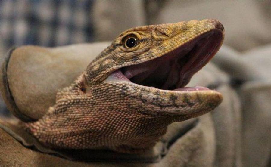 Suriye sınırında yakalandı