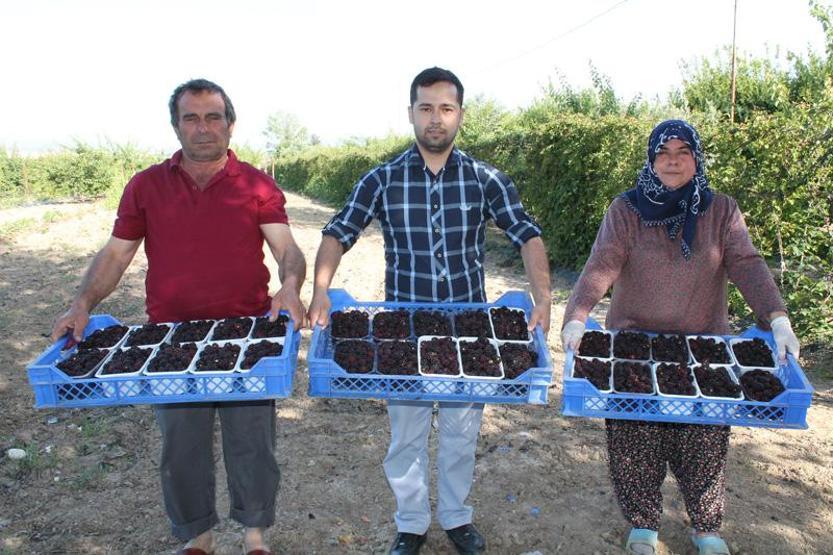 Böğürtlen fiyatıyla üreticiyi sevindirdi