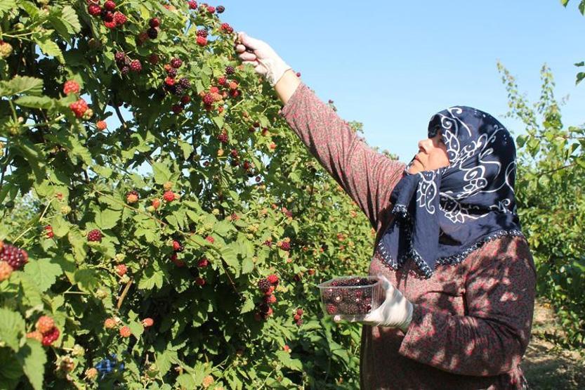 Böğürtlen fiyatıyla üreticiyi sevindirdi