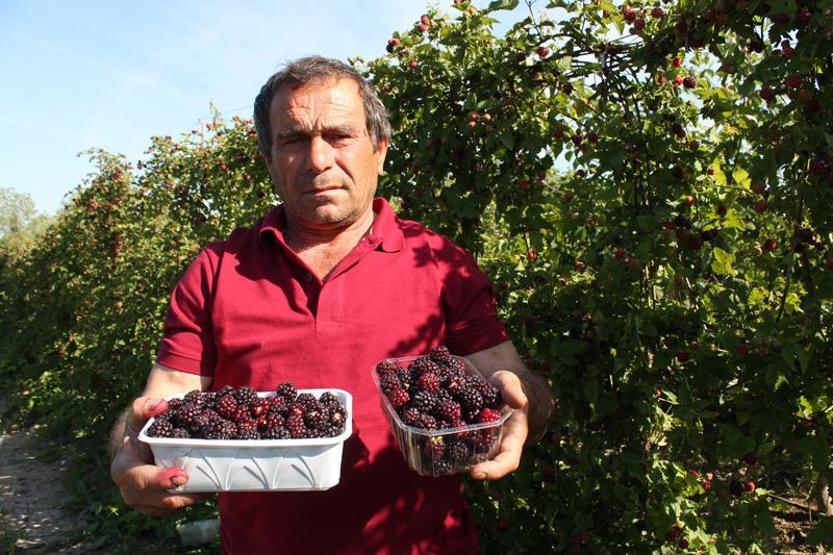 Böğürtlen fiyatıyla üreticiyi sevindirdi